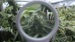 Photo of marijuana plant under a magnifying glass 